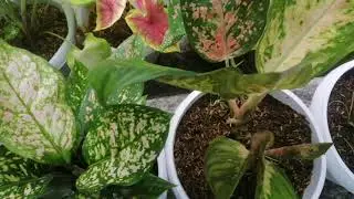 Agloenema Varieties that grow bright indirect sunlight!