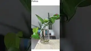 10 indoor vines that grow in water