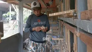 UPDATE BURUNG BANDANGAN HARI INI