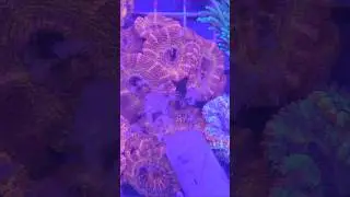 The trick to fast Acan growth!  #reeftank #allmymoneygoestocoral #saltwateraquarium