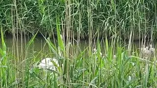 Watervogel: Knobbelzwanen met 7 jonge knobbelzwaantjes, 31-5-2022