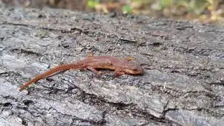 Red Eft Central Newt in Honey Island Swamp, Louisiana