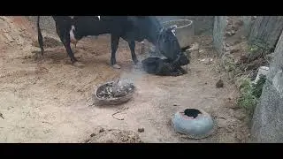 Hf baby birth with help,Dystocia,Beautiful Video Cow Giving Birth to Lovely Female Calf
