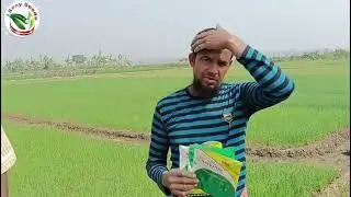 হাইব্রিড সুখসাগর পিঁয়াজ বীজ। NSC | hybrid onion NSC 115 |suksagar |সুখসাগর 