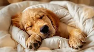 (No Ads) Calming Music for Dogs 🐶 | Deep Sleep & Cozy Puppy Dreams