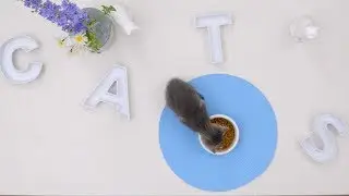 Purina Cat Chow | Chewy