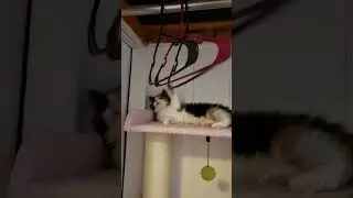Cheapest cat toy so far.