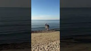 Kind donkey Eeyore found friends on the beach in Anapa on October 7, 2025.