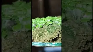 Demonstration of Rhizoids in Riccia the Bryophyte (In Odia language)