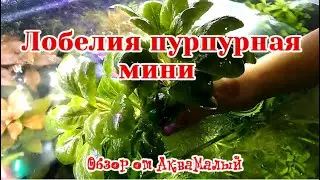 ОБЗОР ЛОБЕЛИЯ ПУРПУРНАЯ МИНИ. СОДЕРЖАНИЕ И УХОД