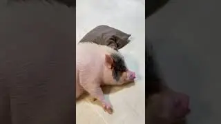 白玉撒欢 小猪猪🐷 萌宠 萌宠出道计划 可爱到爆炸💥 宝宝