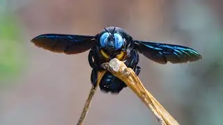 Xylocopa Latipes