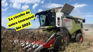 La récolte du tournesol avec la CLAAS TRION 640, et bec DOMINONI 9 rangs