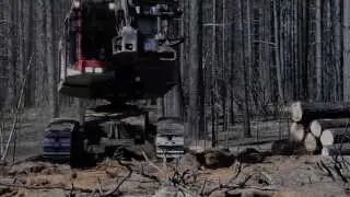 Salvage logging