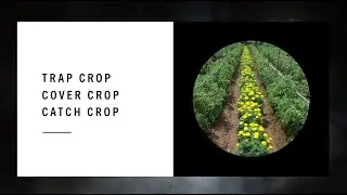 ट्रैप क्रॉप क्या होता है| Trap, Catch ,Cover Crop in Detail #agriculture #kheti #khetibadi #aao #jrf