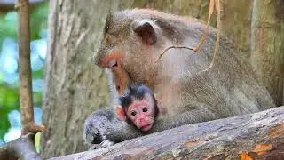 Jazzy monkey try to care healthy of Ellen monkey, However She just new baby. But spend time for her