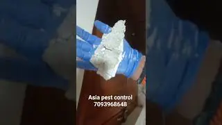 pest control, termites damage to falseceiling #falseceiling  #terminator #pestcontrol