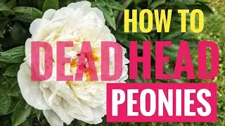 How to Deadhead Peonies (and why?)