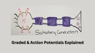 Neuron Excitability