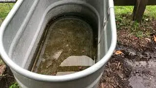 Horse Water Trough Cleaning Hack!