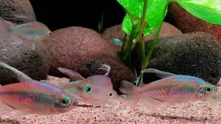 Ikan Manfish BW Slayer, Blue Pinoy Dan Congo Tetra
