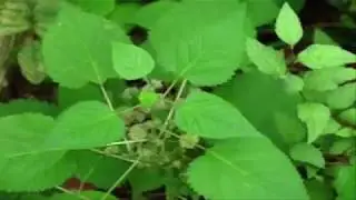 Mulberry Weed