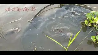 Cá chày với đôi mắt tuyệt vời