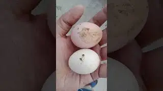 Lohman brown & Misri eggs #chicken #sale #viral #viralvideo #mashallah #egg #1st