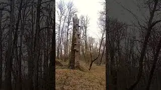 Tree mushrooms #tree #mushrooms #hiking #trip #nature #fall #beauty #jungle #shortvideo #videos