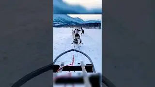 time too poo ! #reels #tiktok #viral #omg #lol #dog #funny #time #husky #cute #shorts #haha #hihi