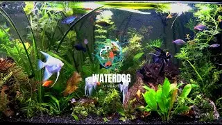 Relaxing Live Fish | Restful Vibes | 4K