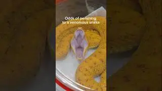 NEVER take a venomous snake bite. #reptiles #venomoussnakes #cobra #gaboonviper #pets