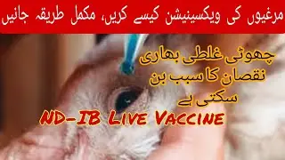 Important Vaccine for Chickens & Aseel #chickens #Vaccine #poultry