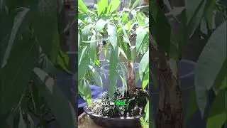 Bonsai Show 2025: An Unforgettable Experience You Can't Miss!