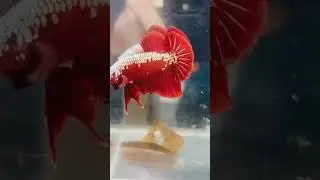hello betta lovers❤️Rare_ Red Samurai _#viralshorts #shorts