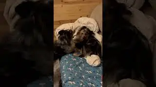 The amazing bond between two Aussies #Short #Song #Puppy #Shorts #AustralianShepherd