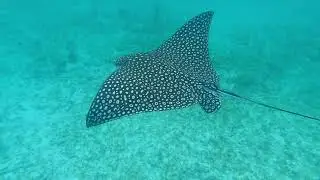 Catching Bait  YoYo Groupers   Snorkeling Carysfort Reef Spotted Eagle Rays