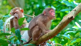 Bella Feels Lonely Until Her Gentle Friend Comforts Her on the Tree | A Sweet and Heartfelt Moment