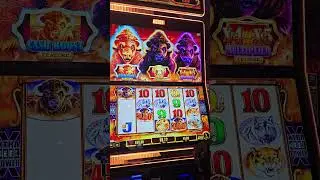 Cash Boost!  Buffalo Gold Cash Collection #slot #slots #casino #jackpot #gambling #slotmachine