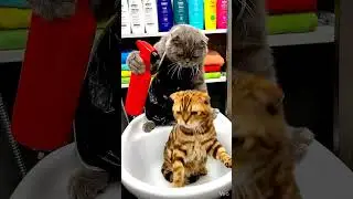 Кот-парикмахер промывает голову! 🐱💦 #sora2 #русскийабсурд #юмор