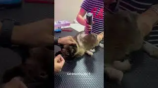 Cat Grooming day 🤩 #evcilhayvanlar #cats #keşfet #kediler #pets