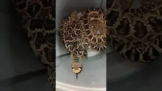 Barrel Full of RATTLESNAKES! #shorts #short #animal #nature #reptiles #snake #wildlife #rattlesnake