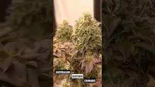 Australian Bastard Cannabis (ABC)#shorts  #maconha #cannabismutant