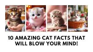 10 Amazing Cat Facts That Will Blow Your Mind!