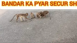 Suman vlogs #original#monkey#animals#circus#show#subscribe#to#my#channel#