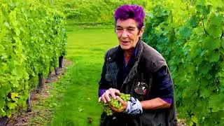 2020 GRAPE PICKING | Balfour Winery | HUSH HEATH ESTATE