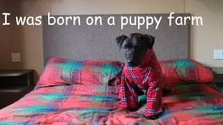 Oscar the Wonder Dog 2018