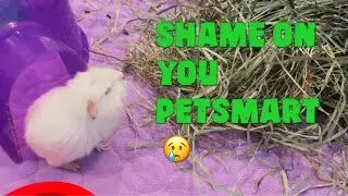 Guinea Pig Rescue 911! Petsmart Sold A Pregnant Guinea Pig