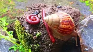 What Happens When Millipedes and Snails Share a Space? #Millipede #Snail #Wildlife #UnexpectedNature