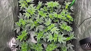 Breeding Project update Ghost OG x Mega sour OG x (zztop x magic marker)